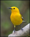 _3SB9106 prothonotary warbler